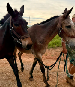 Texas Flooding: How You Can Help