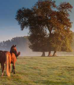 Take the Quiz! What’s Your IQ for Vitamin E and Horses? Presented by Kentucky Performance Products