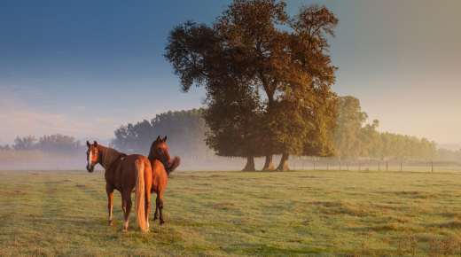 Take the Quiz! What’s Your IQ for Vitamin E and Horses? Presented by Kentucky Performance Products