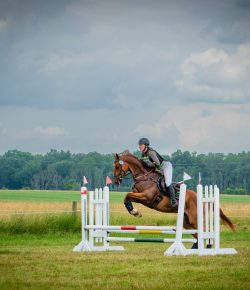 Thoroughbred Logic, Presented by Kentucky Performance Products: “No Maintenance”