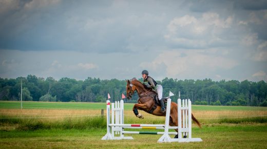 Thoroughbred Logic: “No Maintenance”