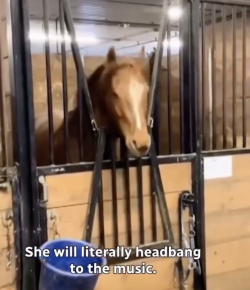 Tuesday Video: Head Banging Horse