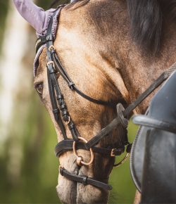 Improving Your Riding: Your Tension is Your Horse’s Tension
