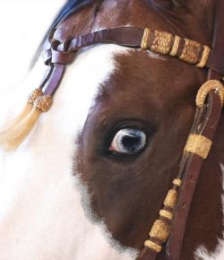 Reader Photo Challenge: Paint Horses