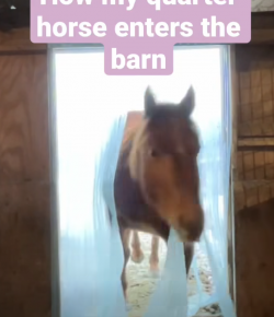 Thursday Video: Quarter Horse vs. Thoroughbred