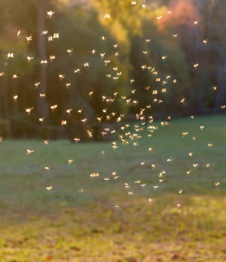 4 Mosquito Prevention Tips From Kentucky Performance Products