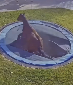 ‘Oh Crap’ Monday: Tampolines & Horses Don’t Mix