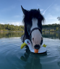 Tuesday Video: Snack and Swim