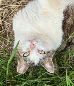 From Hayloft to Hearth: The Evolution of a Barn Cat to a House Cat