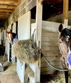 Thoroughbred Logic, Presented by Kentucky Performance Products: Five Things To Bring From the Backside to the Barn