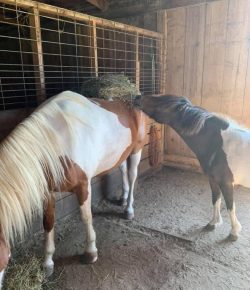 Reader Photo Challenge: Hungry Hungry Horses