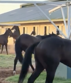 Tuesday Video: Unruly Horse Walkers
