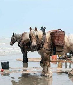 Belgium’s Shrimp-Fishing Horsemen: A Living Tradition of the North Sea