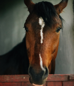 Stall Rest: Where Sanity Goes to Die