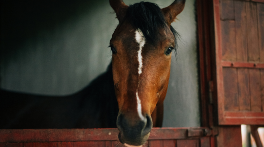 Stall Rest: Where Sanity Goes to Die