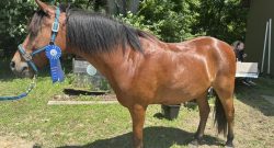Reader Photo Challenge: Ponies