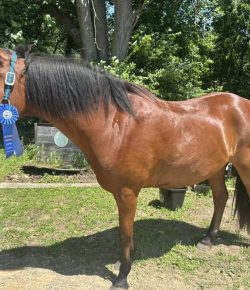 Reader Photo Challenge: Ponies