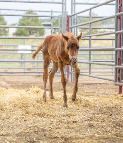 More Than 70 Horses Rescued From Rural Colorado Property