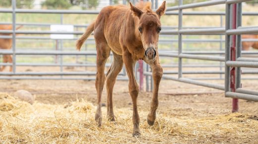 More Than 70 Horses Rescued From Rural Colorado Property