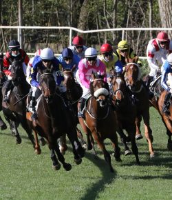 When Horses Outsmart the Odds: Favorite Upsets of 2025 So Far