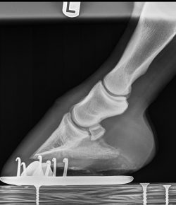 Thoroughbred Logic, Presented by Kentucky Performance Products: The Critical Art of Hoof Angles