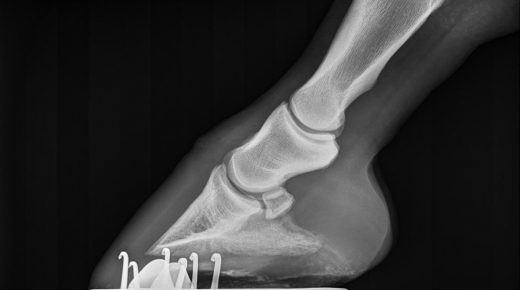 Thoroughbred Logic, Presented by Kentucky Performance Products: The Critical Art of Hoof Angles