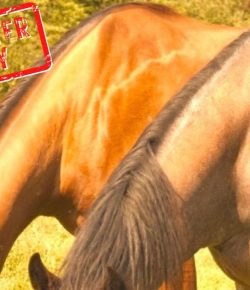 Mythbuster Monday: Shoulder Stress Lines Are Due To Improper Saddle Fit