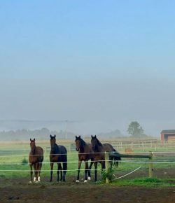Thoroughbred Logic, Presented by Kentucky Performance Products: Thin-Skinned