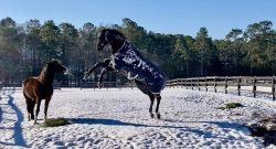 Reader Photo Challenge: All Attitude