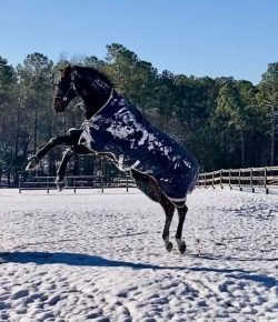 Reader Photo Challenge: All Attitude