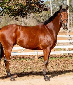 Thoroughbred Logic, Presented by Kentucky Performance Products: Over at the Knee