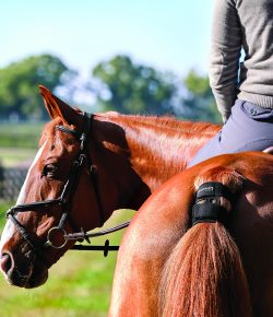 Garmin Blaze: The Future of Equine Training and Performance Tracking