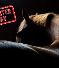 Mythbuster Monday: Riding Will Build My Horse’s Topline