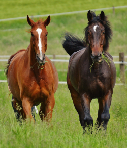 If Your Horse Made a Back-to-School List…