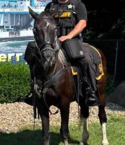 Reader Photo Challenge: Working Horses