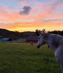 Loving and Letting Go: The Quiet Grief of Caring for Horses That Aren’t Our Own