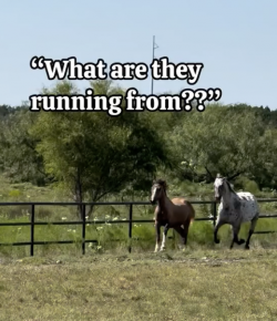 Tuesday Video: Ponies are Scary