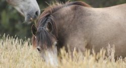 Reader Photo Challenge: Grazing