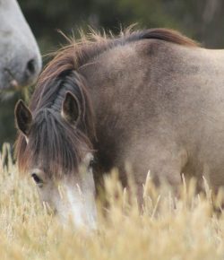 Reader Photo Challenge: Grazing