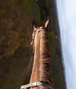 Tuesday Video: Riding a Red Mare