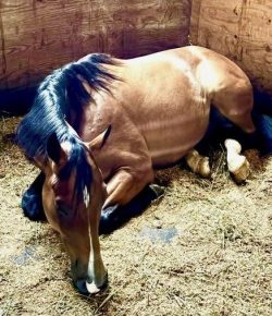 Thoroughbred Logic, Presented by Kentucky Performance Products: The Ability to Lie Down