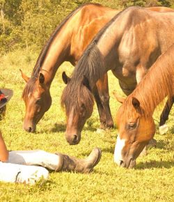 Triple Trouble: Routines With Horses