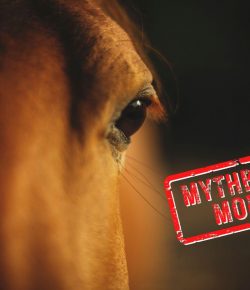 Mythbuster Monday: Horses See in Black and White