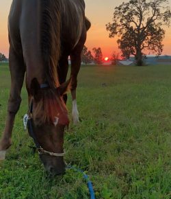 A Graceful Exit: Retiring Your Horse at the Right Time