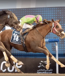 2025 Thoroughbred Makeover: Reliving Sibelius’ Big Racing Win, Part I