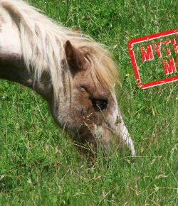 Mythbuster Monday: Pinned Ears Indicate Aggression