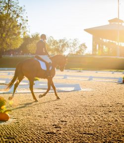 Thoroughbred Logic, Presented by Kentucky Performance Products: Three Types of OTTBs You’ll Find at the Makeover