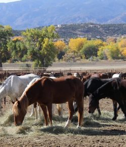 End of an Era: Colorado’s Wild Horse Inmate Program Prepares to Come to a Close