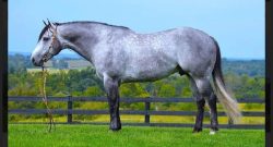 Reader Photo Challenge: Stallions