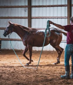 Wild Rides: Bringing Along a Young, Incredibly Athletic Horse (and Why You Should Probably Stretch First)